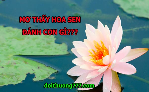 mo thay hoa sen danh con gi